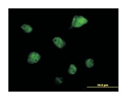 RNA binding motif protein 6, Mouse, Purified MaxPab Polyclonal Antibody,