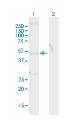 transducer of ERBB2, 1, Mouse, Purified MaxPab Polyclonal Antibody, Abnova