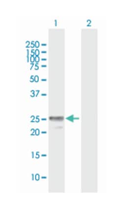 myelin protein zero-like 2, Mouse, Purified MaxPab Polyclonal Antibody,