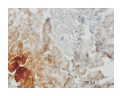 growth differentiation factor 11, Mouse, Clone: 3G6, Abnova 100&mu;g; Unlabeled:Antibodies