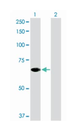 signal transducing adaptor molecule (SH3 domain and ITAM motif) 2, Rabbit,