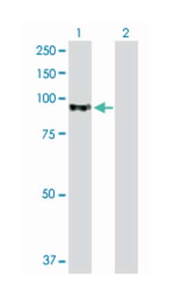 A kinase (PRKA) anchor protein 8, Rabbit, Purified MaxPab Polyclonal Antibody,