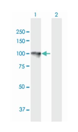 hypoxia up-regulated 1, Mouse, Purified MaxPab Polyclonal Antibody, Abnova 50 &mu;g | Buy Online | Abnova Corporation | Fisher Scientific