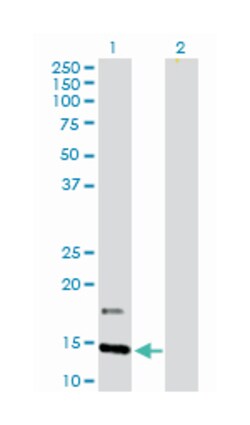 interferon induced transmembrane protein 2 (1-8D), Rabbit, Purified MaxPab