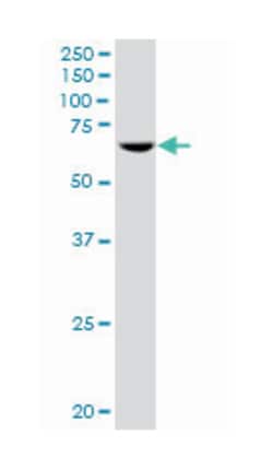 polymerase (RNA) III (DNA directed) polypeptide C (62kDa), Mouse, Polyclonal
