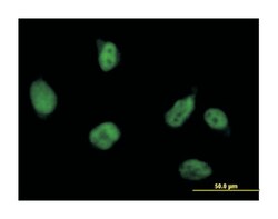RuvB-like 2 (E. coli), Mouse, Purified MaxPab™ Polyclonal Antibody, Abnova™