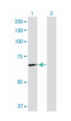 fibrinogen-like 2, Rabbit, Purified MaxPab Polyclonal Antibody, Abnova