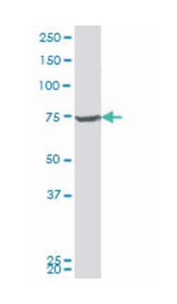DBF4 homolog (S. cerevisiae), Mouse, Polyclonal Antibody, Abnova 50 &mu;L | Buy Online | Abnova | Fisher Scientific