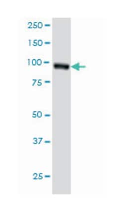 ralA binding protein 1, Mouse, Clone: 2A1, Abnova 100&mu;g; Unlabeled:Antibodies,