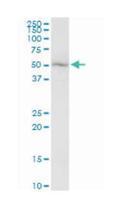 katanin p60 (ATPase-containing) subunit A 1, Mouse, Purified MaxPab Polyclonal
