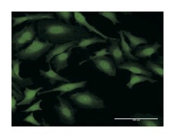 nudix (nucleoside diphosphate linked moiety X)-type motif 5, Rabbit, Purified MaxPab Polyclonal Antibody, Abnova 100 &mu;g | Buy Online | Abnova | Fisher Scientific