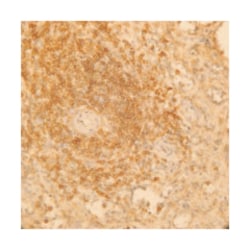 A kinase (PRKA) anchor protein 13, Mouse, Clone: 3D6, Abnova 100&mu;g;