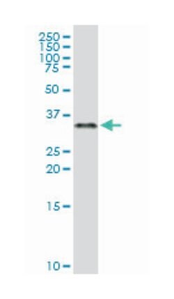 zinc finger protein 346, Rabbit, Purified MaxPab Polyclonal Antibody, Abnova
