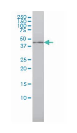 interferon regulatory factor 9, Mouse, Clone: 1D11, Abnova 100&mu;g; Unlabeled:Antibodies,