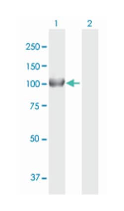 NOD1, Mouse, Polyclonal Antibody, Abnova 50&mu;g; Unlabeled:Anticuerpos