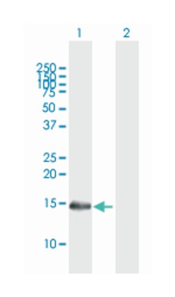 IFITM3 (B02), Mouse anti-Human, Polyclonal Antibody, Abnova 50&mu;L; Unlabeled:Antibodies,