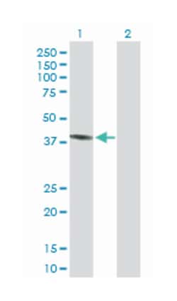 peroxisomal D3,D2-enoyl-CoA isomerase, Mouse, Purified MaxPab Polyclonal