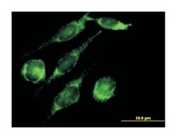 peroxisomal D3,D2-enoyl-CoA isomerase, Mouse, Purified MaxPab Polyclonal
