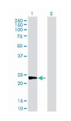 MAD2 mitotic arrest deficient-like 2 (yeast), Rabbit, Purified MaxPab Polyclonal