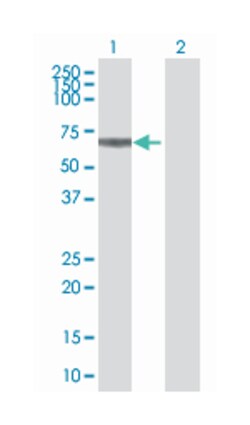 solute carrier family 30 (zinc transporter), member 9, Mouse, Polyclonal Antibody, Abnova 50 &mu;L | Buy Online | Abnova Corporation | Fisher Scientific