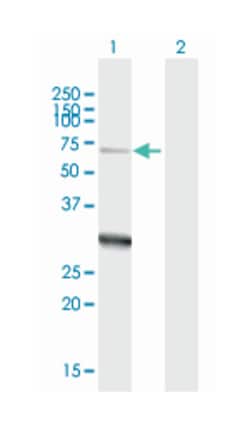 zinc finger protein 238, Mouse, Purified MaxPab Polyclonal Antibody, Abnova 50 &mu;g | Buy Online | Abnova Corporation | Fisher Scientific