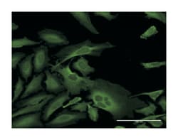 CAP, adenylate cyclase-associated protein 1 (yeast), Rabbit, Purified MaxPab