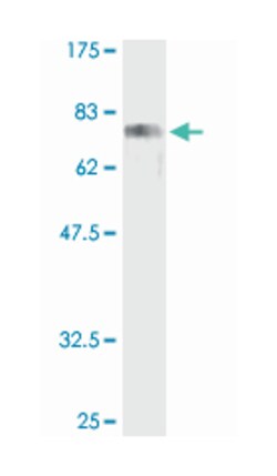 cAMP responsive element binding protein 3, Rabbit, Purified MaxPab Polyclonal Antibody, Abnova 100 &mu;g | Buy Online | Abnova | Fisher Scientific