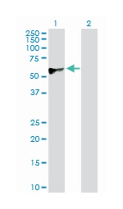 cAMP responsive element binding protein 3, Rabbit, Purified MaxPab Polyclonal Antibody, Abnova 100 &mu;g | Buy Online | Abnova | Fisher Scientific