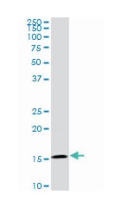 basic leucine zipper transcription factor, ATF-like, Mouse, Clone: 1G4,