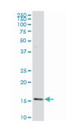basic leucine zipper transcription factor, ATF-like, Mouse, Clone: 1G4,