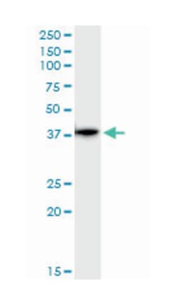 glutaredoxin 3, Rabbit, Purified MaxPab™ Polyclonal Antibody, Abnova™