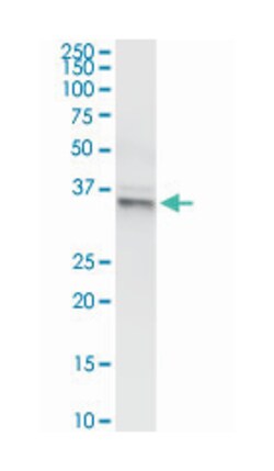 glutaredoxin 3, Rabbit, Purified MaxPab Polyclonal Antibody, Abnova 100&mu;g;