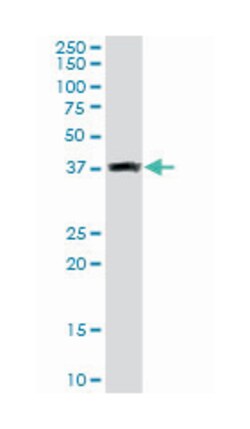 glutaredoxin 3, Rabbit, Purified MaxPab Polyclonal Antibody, Abnova 100&mu;g;