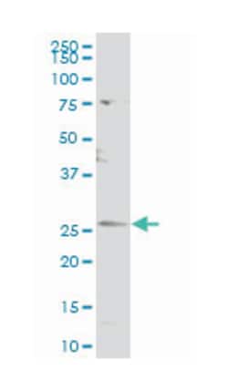 CDC42 effector protein (Rho GTPase binding) 3, Mouse, Polyclonal Antibody,