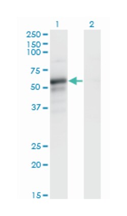 PAIP1, Mouse, Clone: 7E7, Abnova 200&mu;L; Unlabeled:Antibodies, Monoclonal