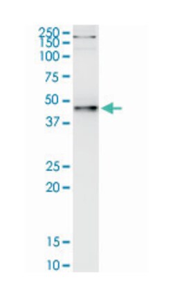 PNMA2, Mouse, Clone: 4F10, Abnova&trade;