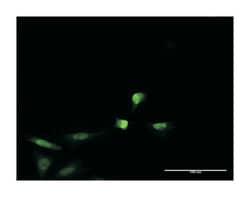 PNMA2, Mouse, Clone: 4F10, Abnova&trade;