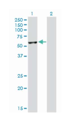 nuclear distribution gene C homolog (A. nidulans), Rabbit, Purified MaxPab™ Polyclonal Antibody, Abnova™