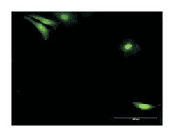 nuclear distribution gene C homolog (A. nidulans), Rabbit, Purified MaxPab