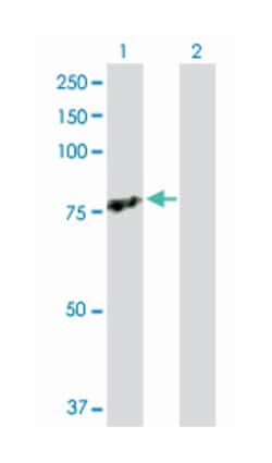 TRAF3 interacting protein 2, Rabbit, Purified MaxPab Polyclonal Antibody,