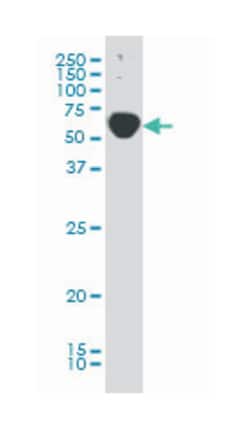 TRAF3 interacting protein 2, Mouse, Clone: 4A3, Abnova 100&mu;g; Unlabeled:Antibodies,