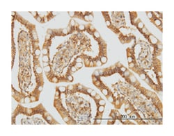 TRAF3 interacting protein 2, Mouse, Clone: 4A3, Abnova 100&mu;g; Unlabeled:Antibodies,
