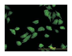 TRAF3 interacting protein 2, Mouse, Clone: 4A3, Abnova 100&mu;g; Unlabeled:Antibodies,