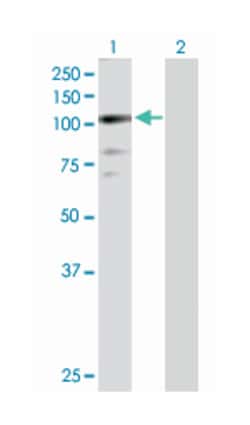 zinc finger protein 274, Rabbit, Purified MaxPab Polyclonal Antibody, Abnova