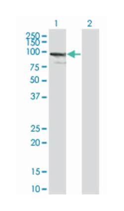 ZNF274, Mouse, Clone: 4C12, Abnova 200&mu;L; Unlabeled:Antibodies, Monoclonal