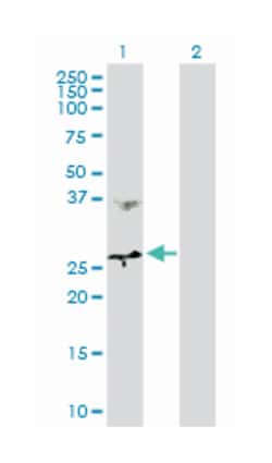 methylenetetrahydrofolate dehydrogenase (NADP+ dependent) 2, methenyltetrahydrofolate cyclohydrolase, Rabbit, Purified MaxPab Polyclonal Antibody, Abnova 100 &mu;g | Buy Online | Abnova | Fisher Scientific