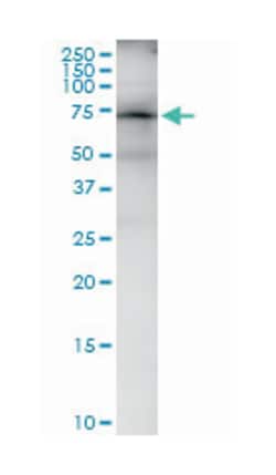 FRS2, Rabbit, MaxPab Polyclonal Antibody, Abnova 100 &mu;L | Buy Online | Abnova | Fisher Scientific