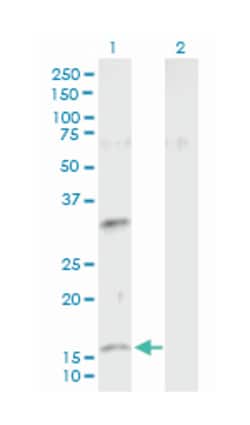 neuromedin U (B02P), Mouse anti-Human, Purified MaxPab Polyclonal Antibody,