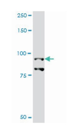 PPARGC1A, Mouse, Clone: 2G8, Abnova 100&mu;g; Unlabeled:Antibodies, Monoclonal