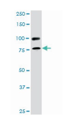 ralA binding protein 1, Mouse, Clone: 2A1, Abnova 100&mu;g; Unlabeled:Antibodies,